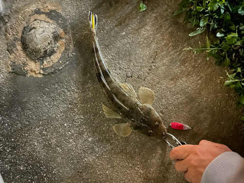 コチの釣果