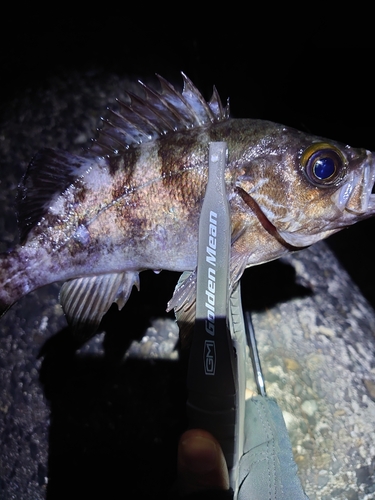 メバルの釣果