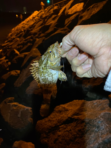 タケノコメバルの釣果