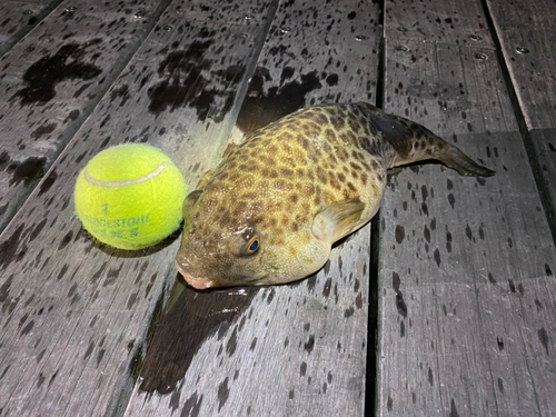 ショウサイフグの釣果