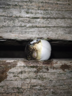 クサフグの釣果