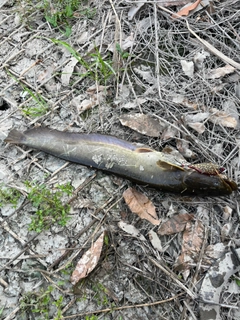 ナマズの釣果