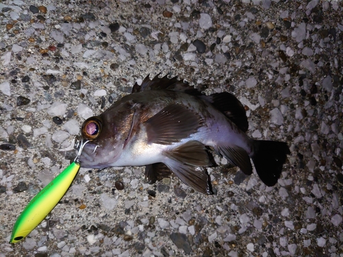 メバルの釣果