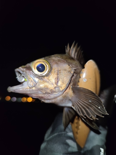 シロメバルの釣果