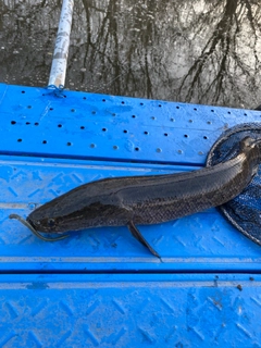 ライギョの釣果