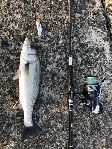 セイゴ（マルスズキ）の釣果