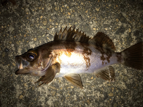 シロメバルの釣果