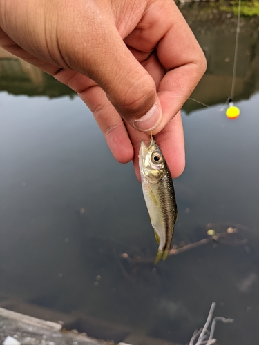 カワムツの釣果