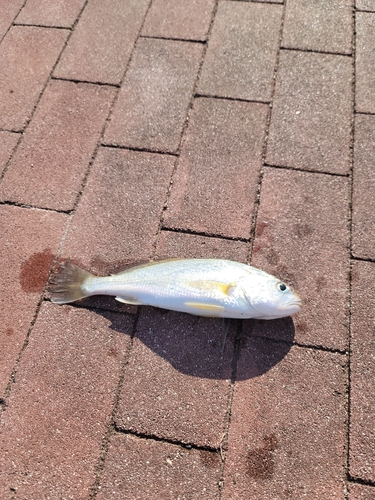 イシモチの釣果