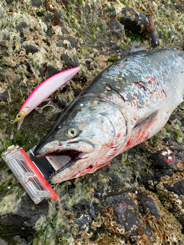 サクラマスの釣果