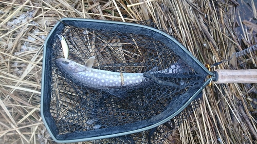 アメマスの釣果