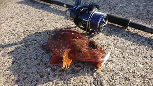 カサゴの釣果