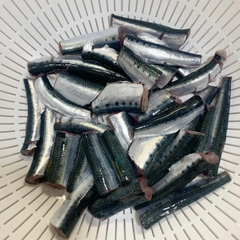 マイワシの釣果