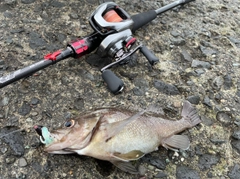 エゾメバルの釣果