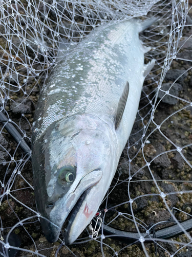 サクラマスの釣果