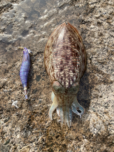 コウイカの釣果