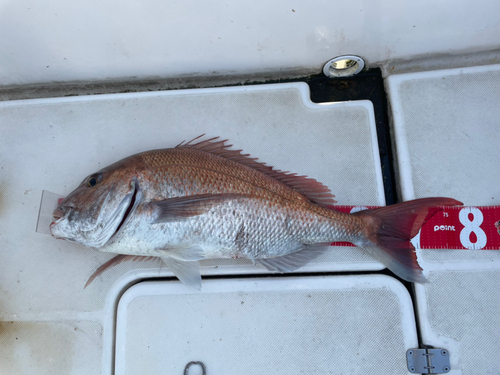 マダイの釣果