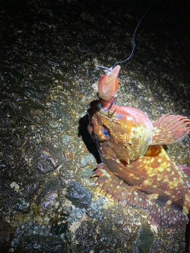 カサゴの釣果