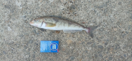 ホッケの釣果