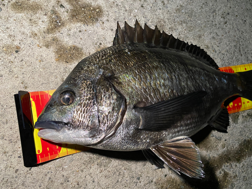 クロダイの釣果