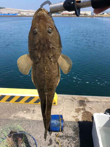 マゴチの釣果