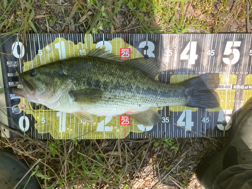 ブラックバスの釣果