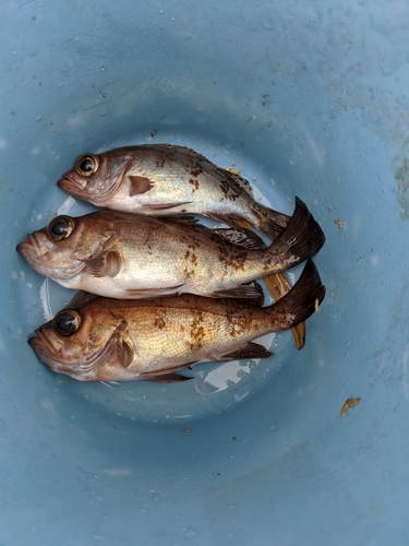 クロメバルの釣果