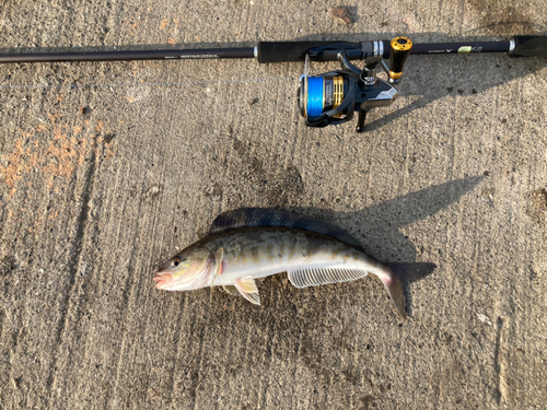 ホッケの釣果