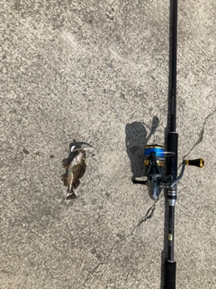 エゾメバルの釣果