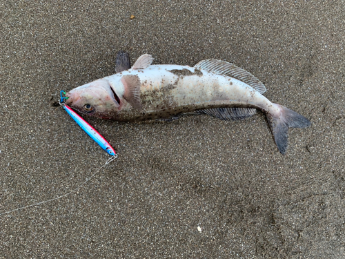 ホッケの釣果