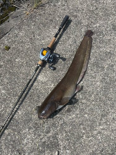 ナマズの釣果