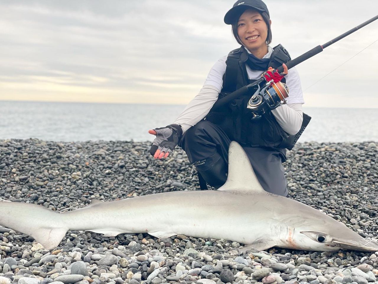 シュモクザメ