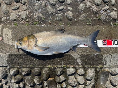 ハクレンの釣果