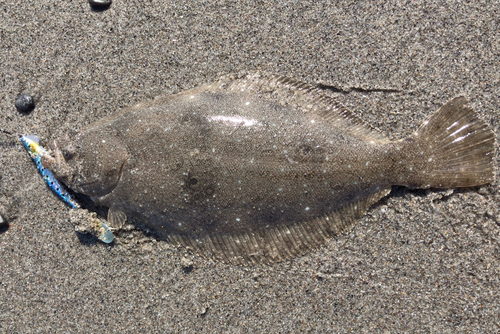 ヒラメの釣果