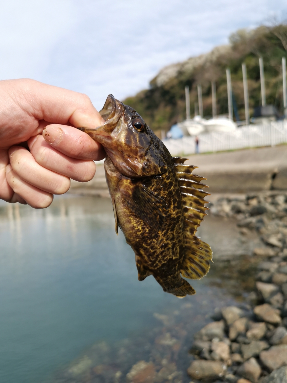 タケノコメバル