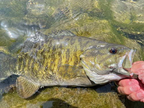 スモールマウスバスの釣果