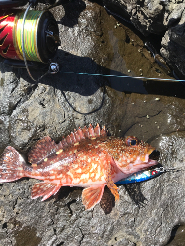 アラカブの釣果