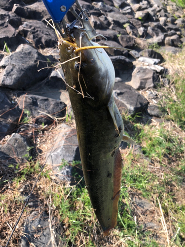 ニホンナマズの釣果