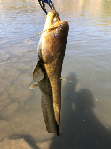 ニホンナマズの釣果