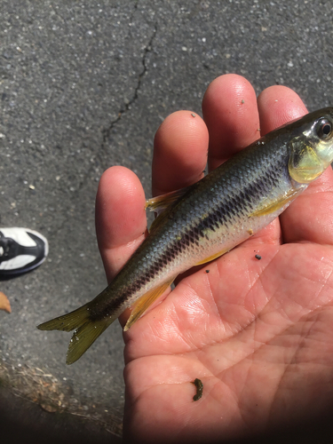 カワムツの釣果