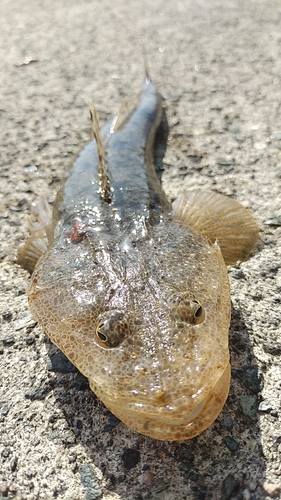 マゴチの釣果