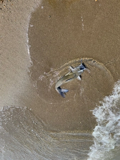 アメリカナマズの釣果