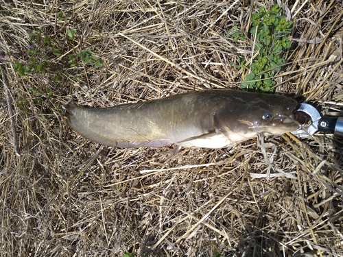 ナマズの釣果