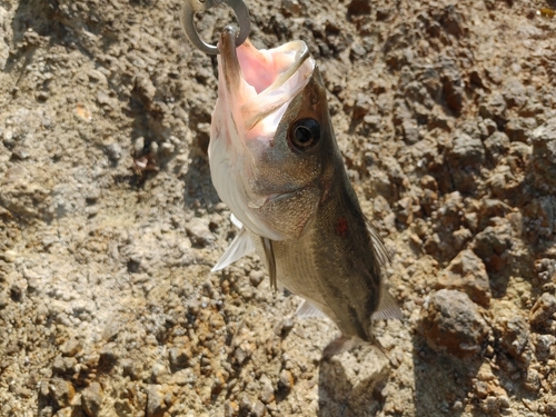 スズキの釣果