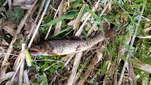 イワナの釣果