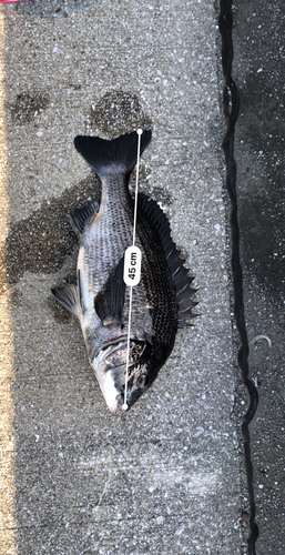 クロダイの釣果