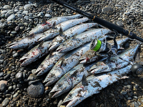 サゴシの釣果