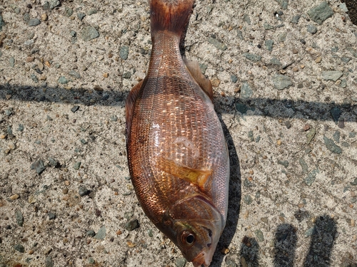 ウミタナゴの釣果