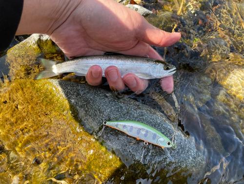 ヤマメの釣果