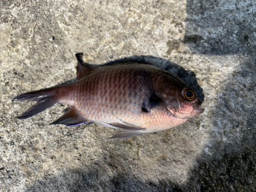 スズメダイの釣果